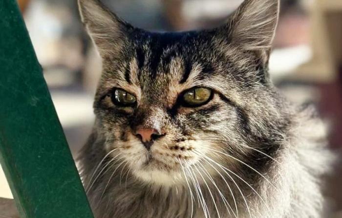 Waltz the cat beside the leg of a green ladder
