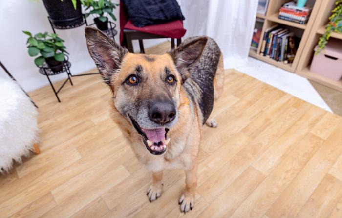 Smiling shepherd in a home environment