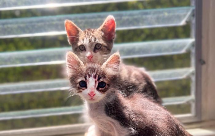 Pickle and Chip the kittens in front of a window