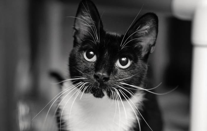 Black and white cat