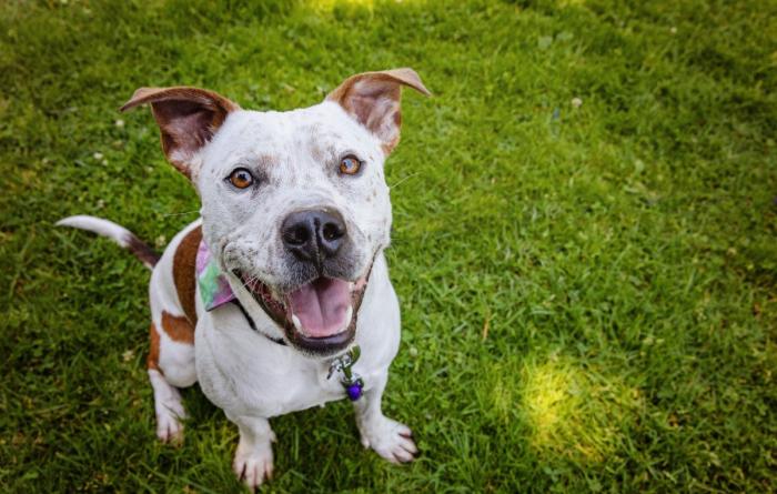 Felix the dog smiling and sitting outside on green grass