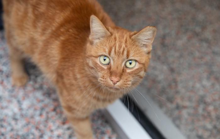Orange tabby cat on a carpet