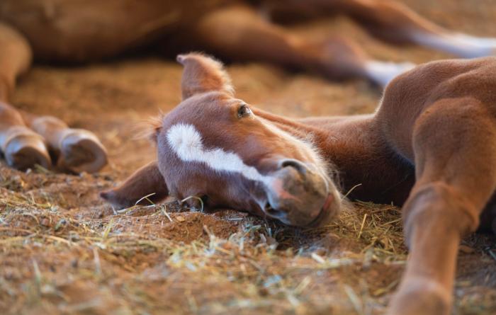 Bellisima the foal taking a nap