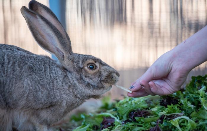 Person's hand feeding greens to a hare