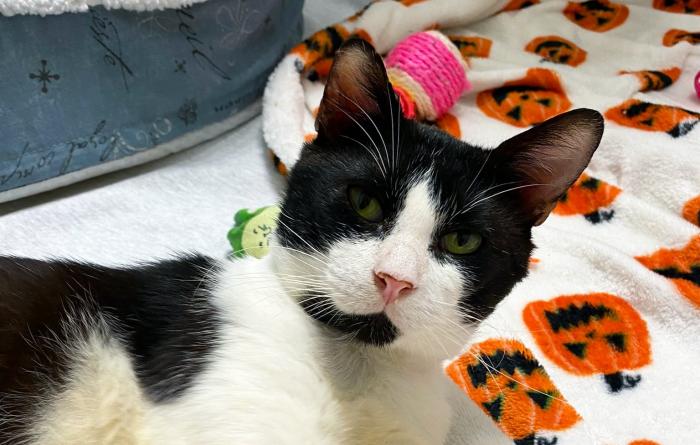 Black and white cat lying on a jack-o-lantern print blanket
