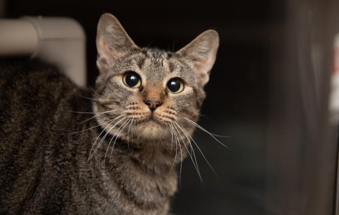 The face of a brown tabby cat