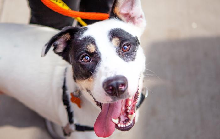 Smiling dog going for a walk on a leash in New York City