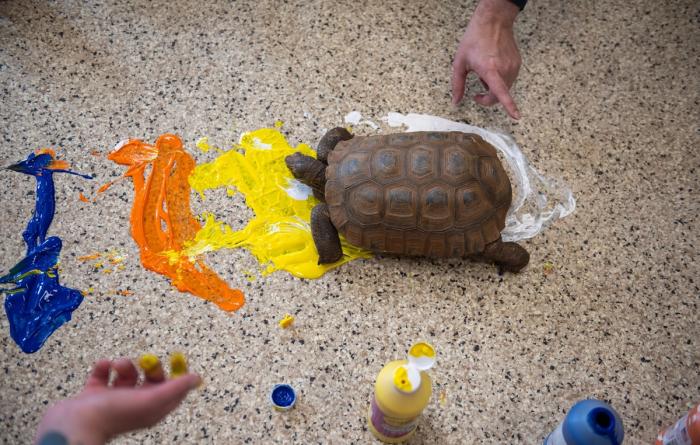 Tortoise walking in some paint on the floor