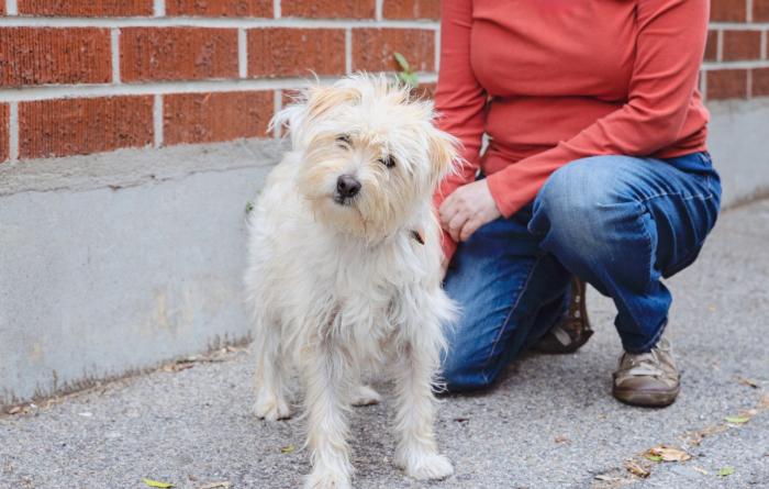Person kneeling down next to a small white fluffy dog