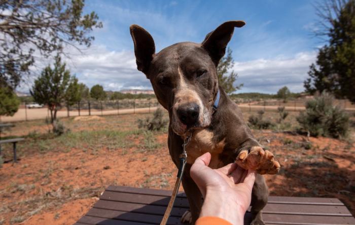 Dog reaching paw out to a person's hand