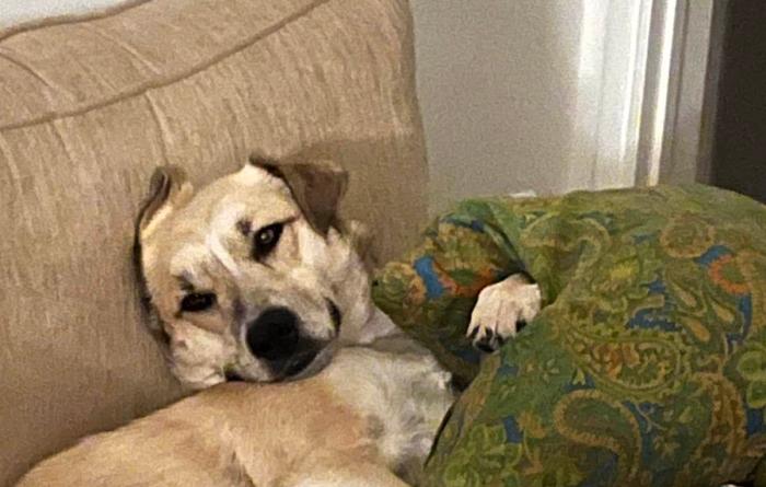 Gilda the dog lying very comfortably on a couch