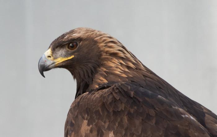 The head of a golden eagle