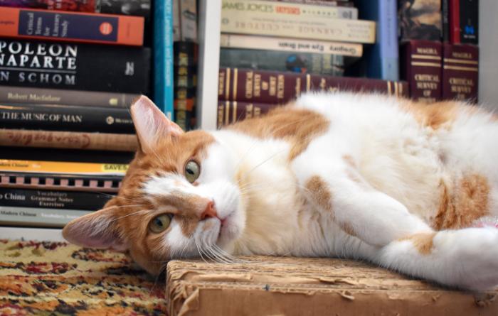 Goldilocks the cat lying down in front in some bookshelves