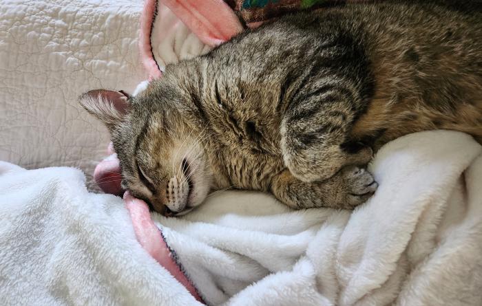 Grayson the cat sleeping on his side