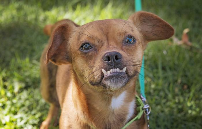 Gremlin the dog with an underbite, outside on a leash in some grass