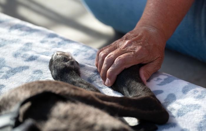 Person's hand on the back leg of a black dog who is lying down