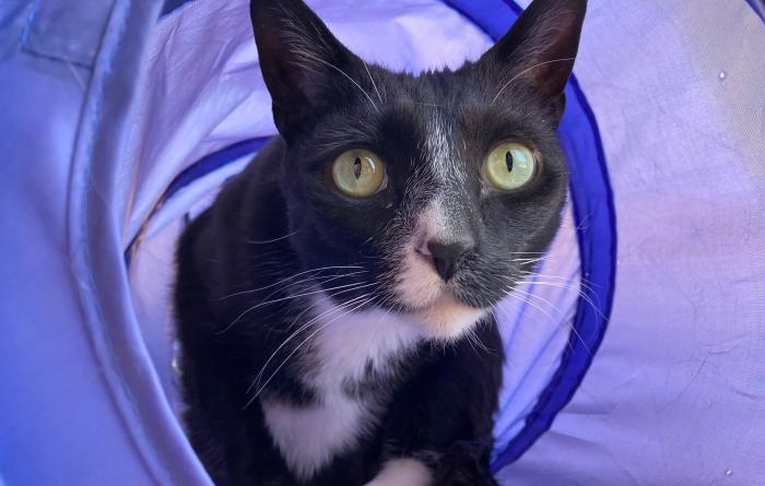 Hale the cat in a purple play tunnel