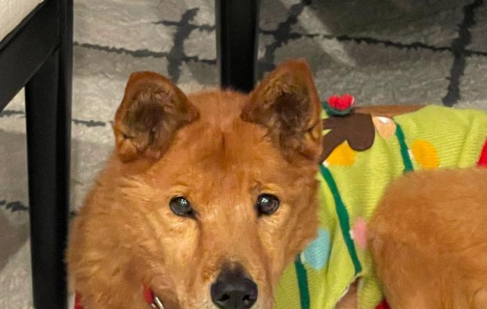 Hanjae the dog wearing a multicolored outfit, lying on the floor