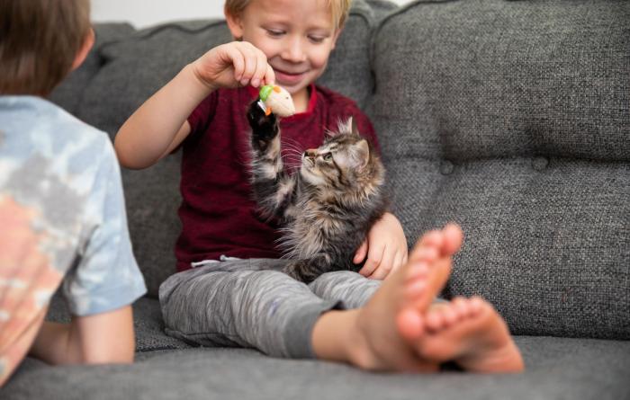Child playing with a tabby kitten on a couch