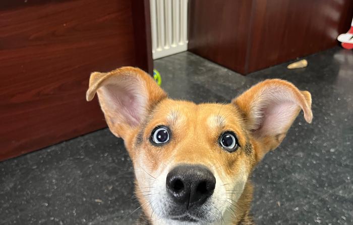 Shepherd-type dog with blue eyes and big ears