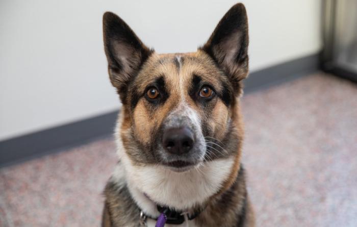 Brown, black, and white dog with upright ears