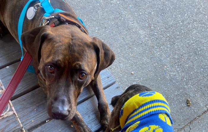 Person's hand giving a treat to Henry the dog (who is wearing a sweater) while Cayden the other dog lies behind him