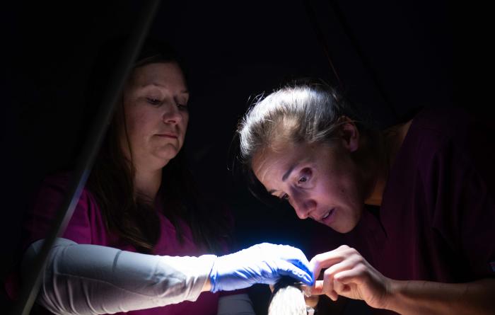 Two people performing the endoscopy on the heron