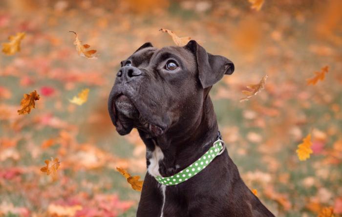 Black and white boxer wearing a collar, outside by some fallen autumn leaves