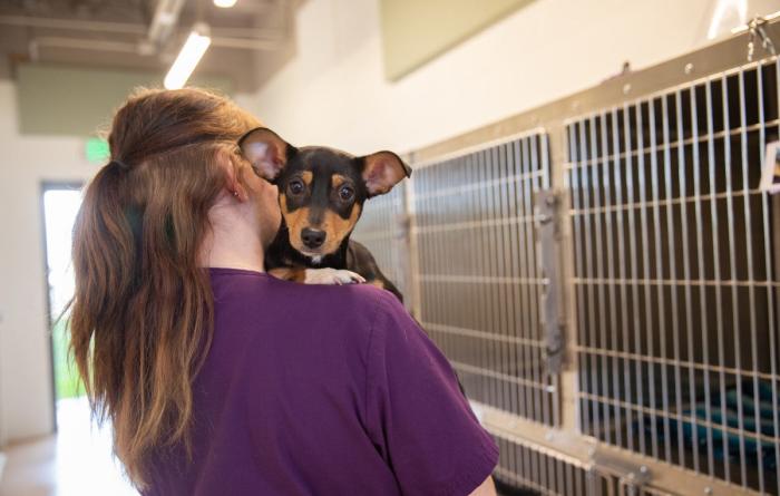 Person holding a puppy over her shoulder in front of kennels