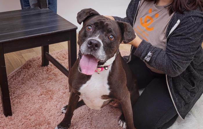 Britt the dog with a gray muzzle, smiling with tongue out