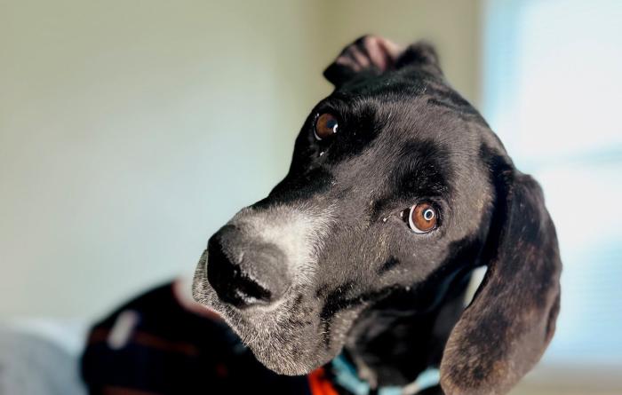 Huckleberry the dog with one ear flipped over