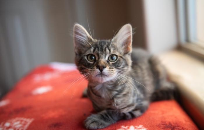 Hutton the kitten lying on a red blanket with white snowflakes