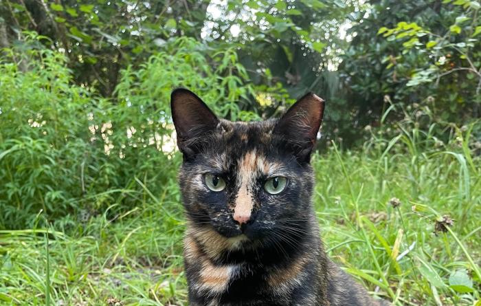 Ear-tipped tortoiseshell cat outside in grass