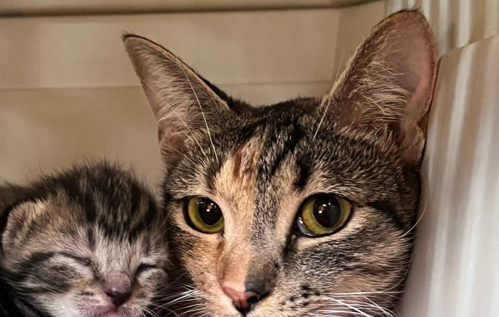 Edamommy the mama cat with one of her kittens in a carrier