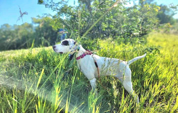 Callie the dog standing outside in the grass