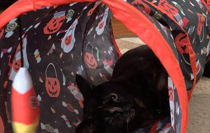 Indie the kitten lying in a Halloween-themed cat tunner