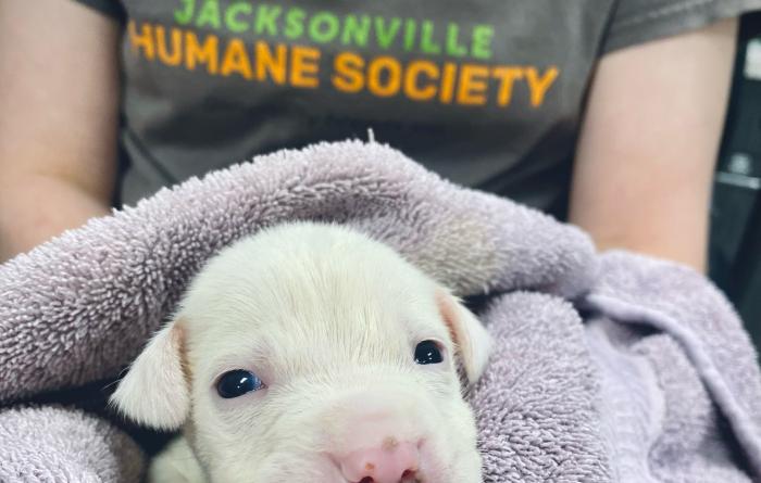 A white puppy in a blanket at with a person wearing a Jacksonville Humane Society T-shirt