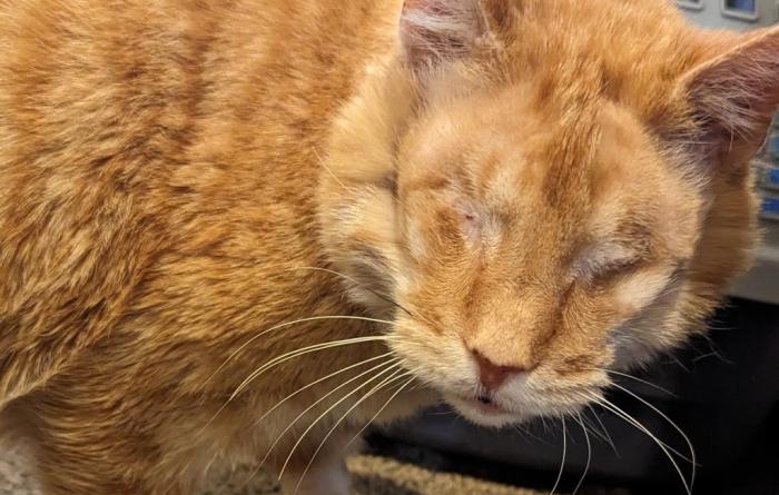Jack the cat while in foster care