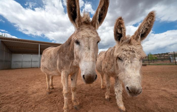 Jack and Rubia the donkeys, standing next to each other
