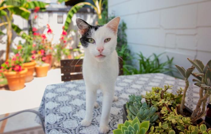 Black and white cat outside on a patio