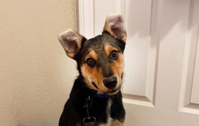 Jalapeño the dog in front of a door