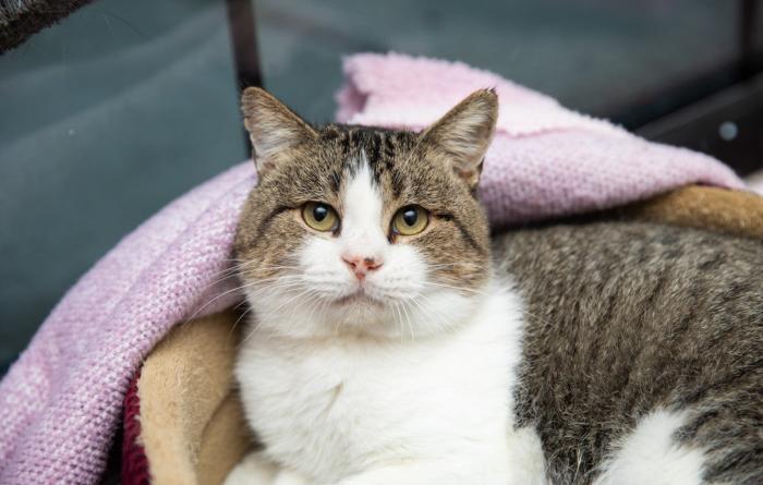 Tabby and white cat lying in a bed