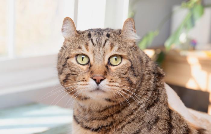 Jasper the cat showing his curved ears