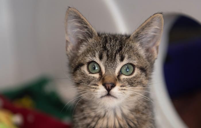 Dark brown tabby kitten