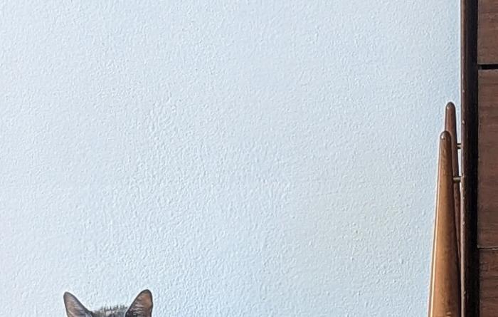 Pumba the cat sitting on a hardwood floor