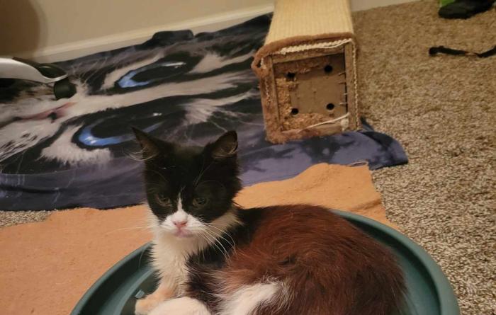 Jessie lying in the middle of a round cat scratcher/toy