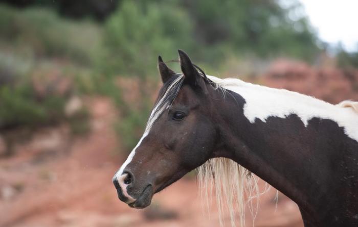 Profile of the head of Jewel the paint horse