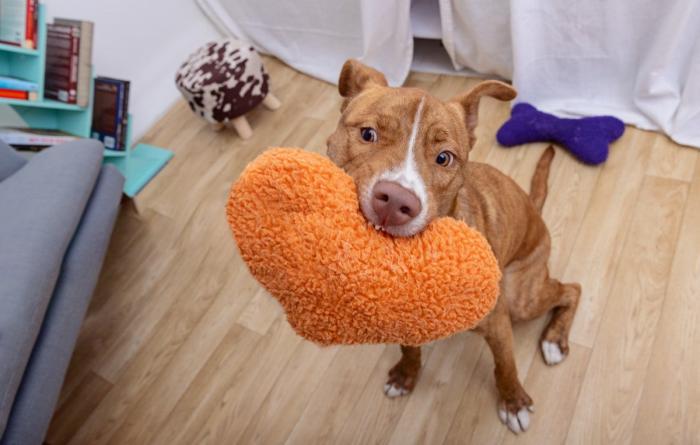 Brown and white dog in a home holding an orange plush toy in his mouth