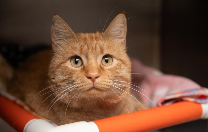 Orange tabby cat in an orange raised bed