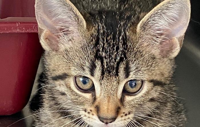 Brown tabby kitten